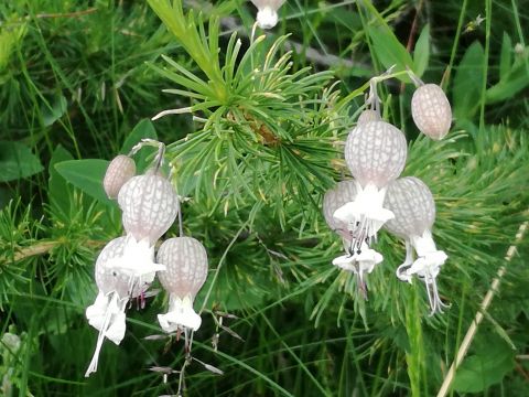 Immagine: Alta Badia